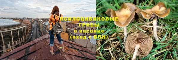 индика Дмитров
